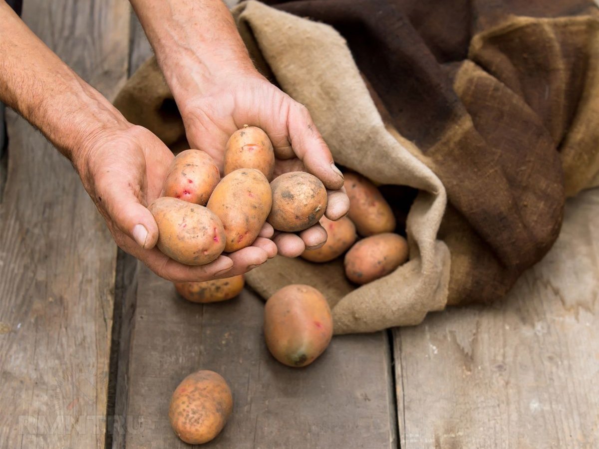 
Як правильно зберігати картоплю
