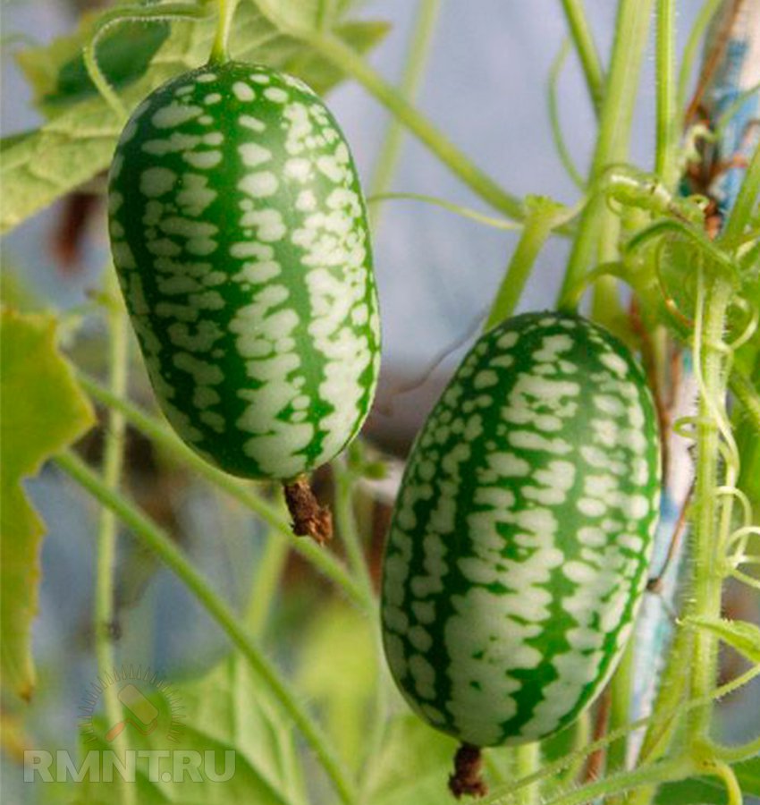 
Мелотрія шорстка або кавуновий огірок: вирощування і догляд
