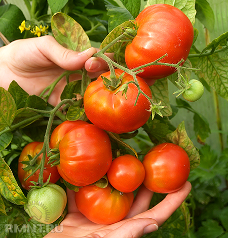 
Хвороби томатов- заходи попередження і боротьби
