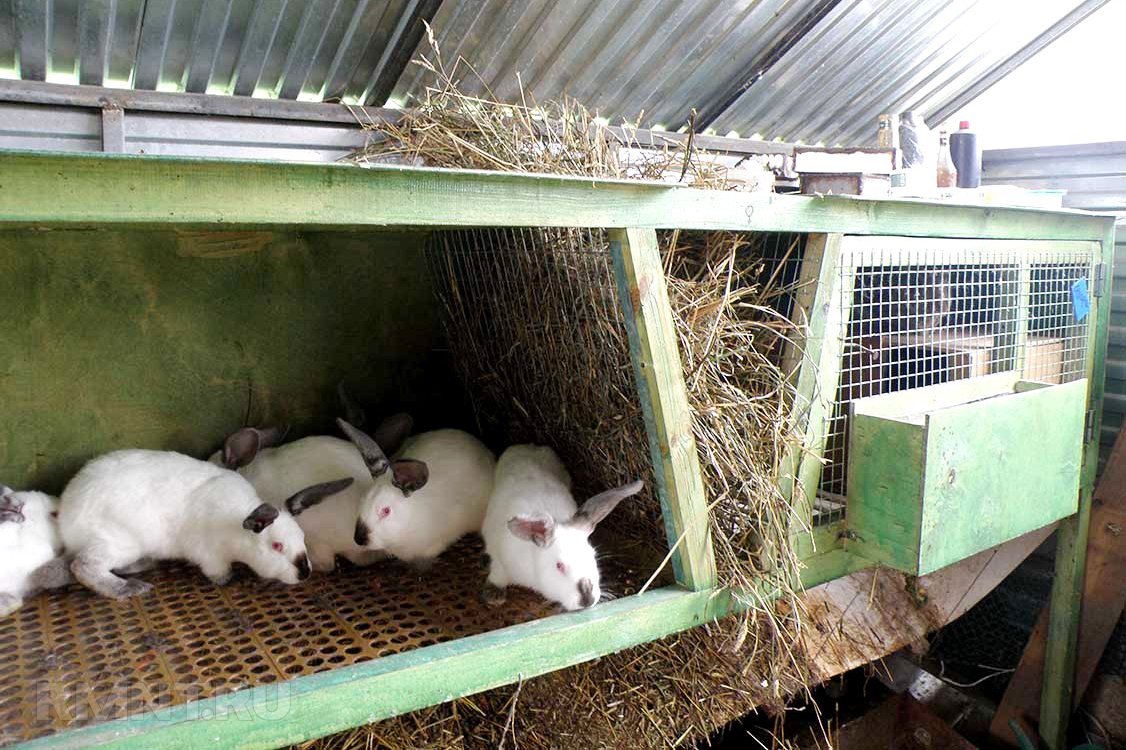 Розведення і утримання кроликів в клітинах