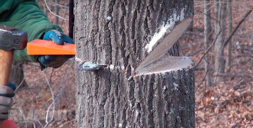 Як правильно спиляти дерево і завалити його в потрібному напрямку