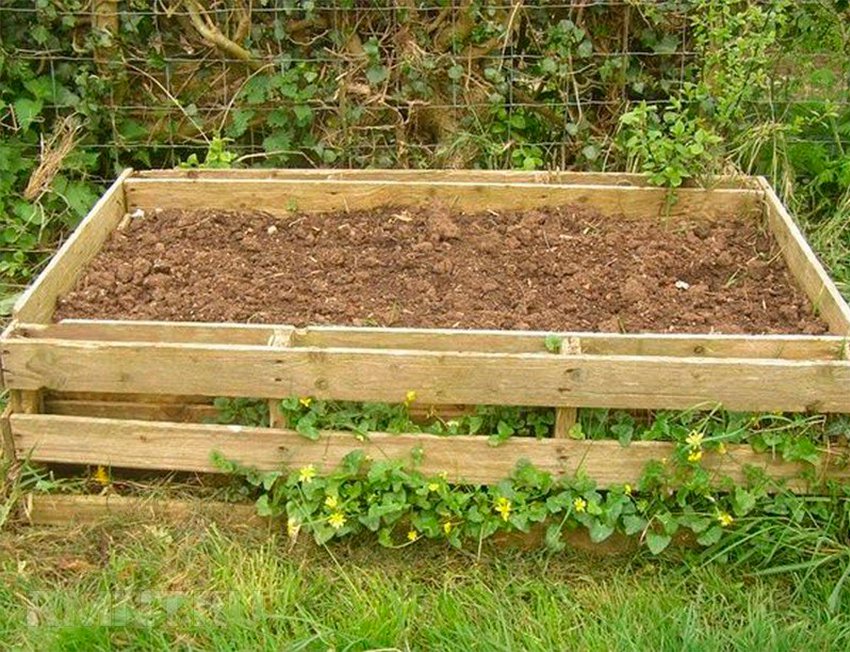 8 способів виростити картоплю, не копаючись в городі
