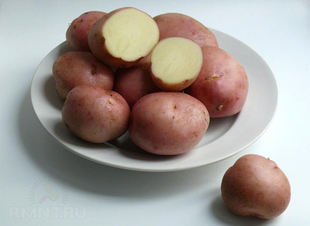 Сорт картоплі Романо
