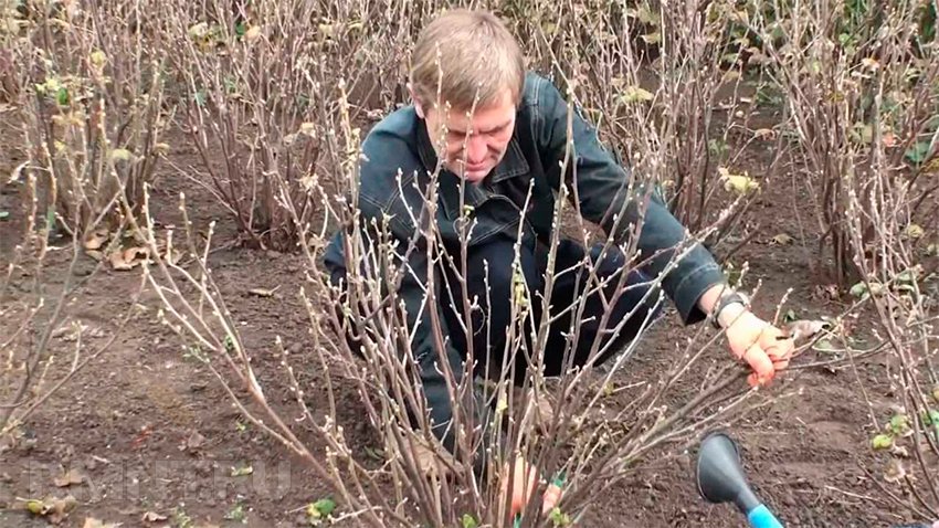 Осіння обрізка винограду, малини, смородини