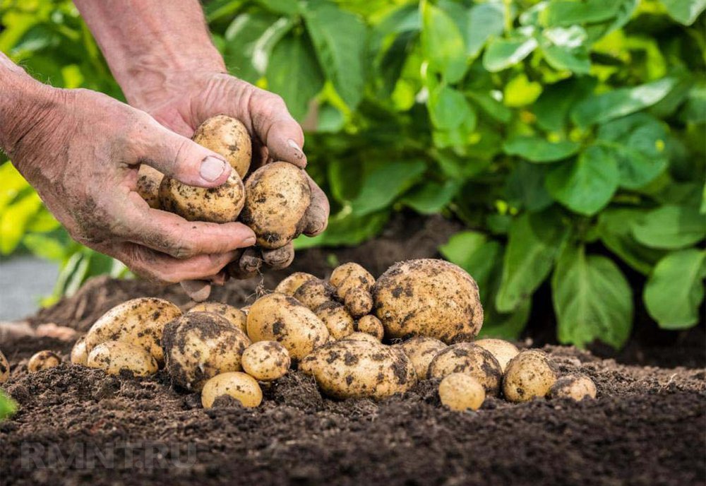 Збирання врожаю картоплі