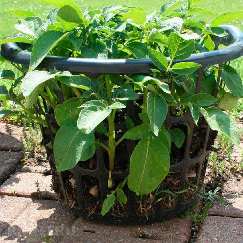 8 способів виростити картоплю, не копаючись в городі