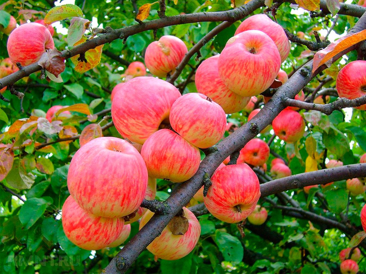 Яблука бувають різні: розбираємося в популярних сортах яблуні