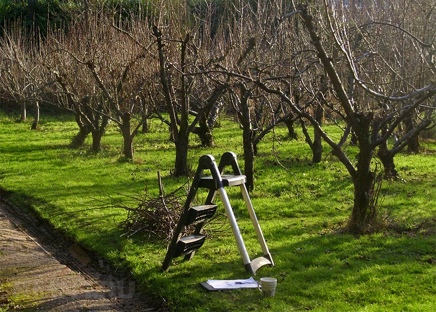 Осіння обрізка яблуні, груші та плодових дерев