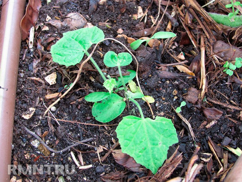 Мелотрія шорстка або кавуновий огірок: вирощування і догляд