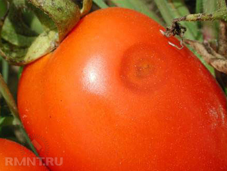 Хвороби томатів - заходи попередження і боротьби