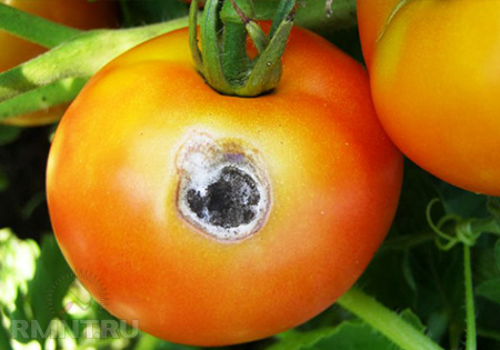 Хвороби томатів - заходи попередження і боротьби