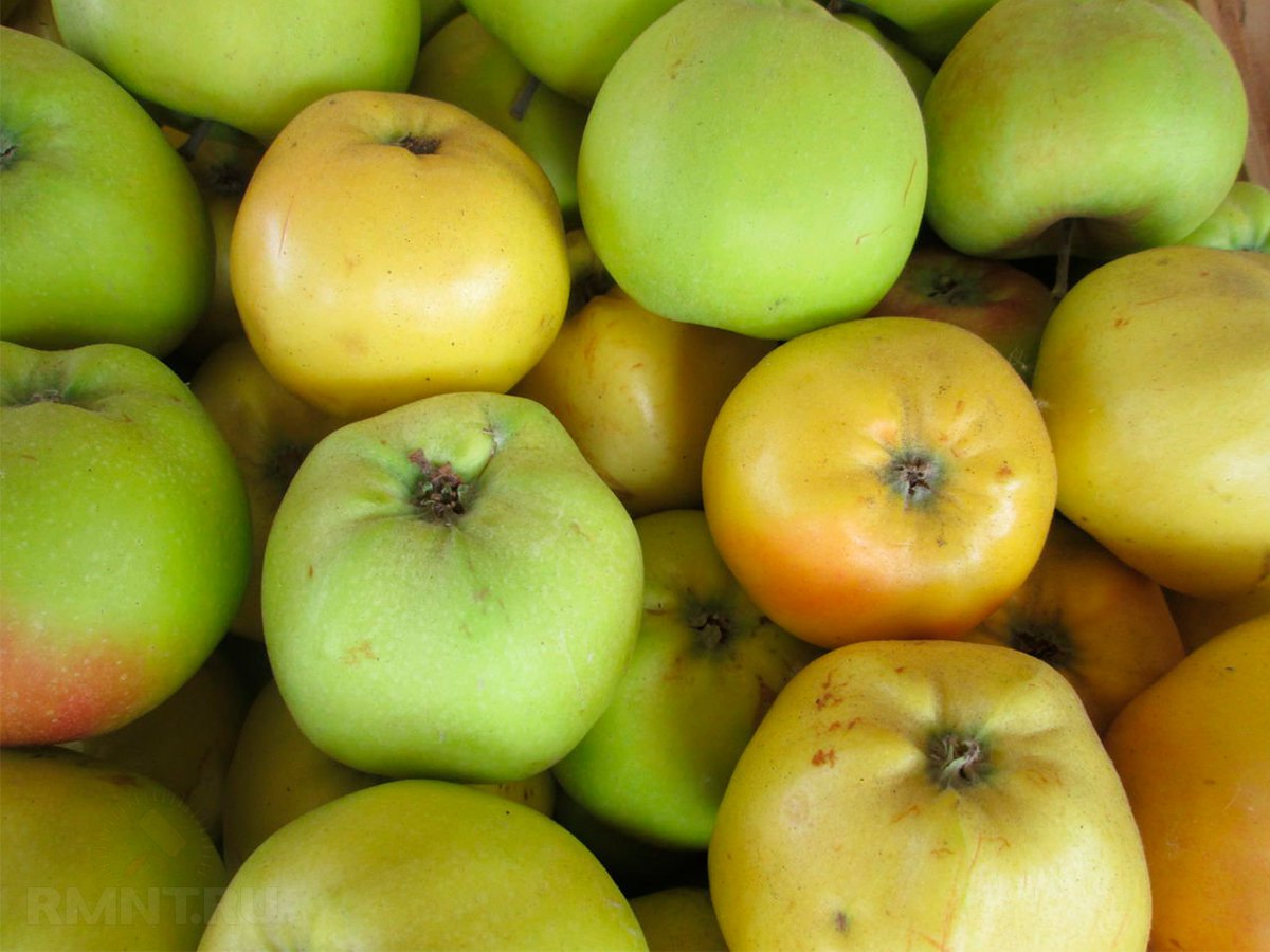 Яблука бувають різні: розбираємося в популярних сортах яблуні