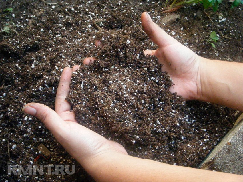 Мелотрія шорстка або кавуновий огірок: вирощування і догляд