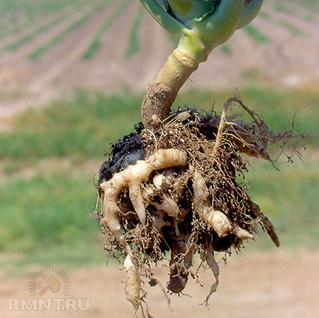 Як виростити багатий урожай здорової капусти без хімії