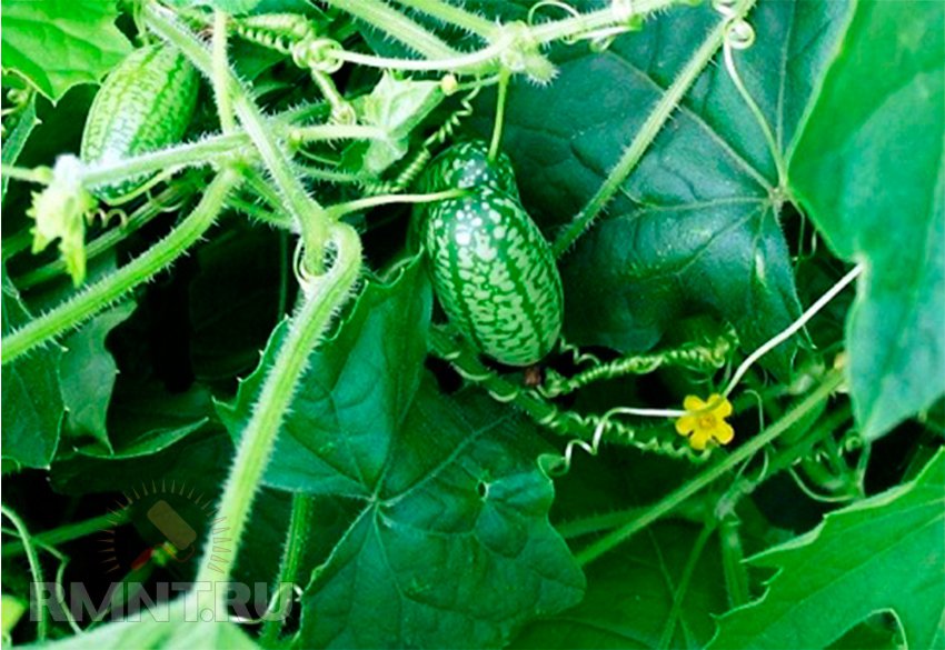Мелотрія шорстка або кавуновий огірок: вирощування і догляд
