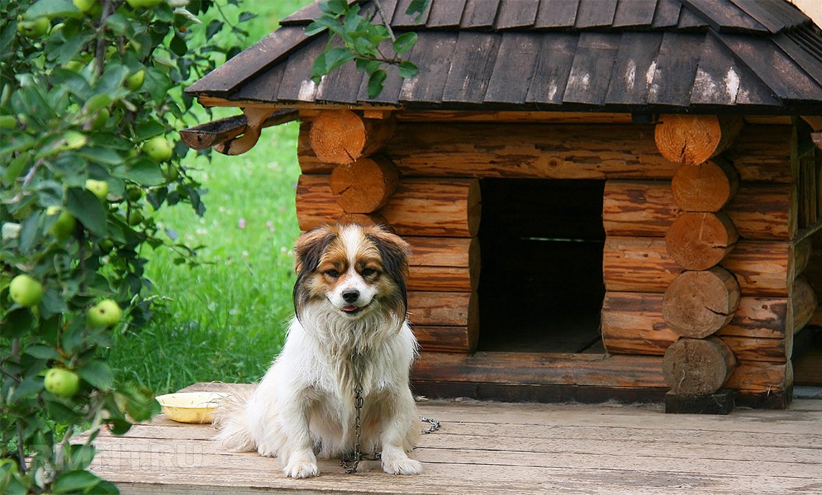 Будки і будиночки для собак